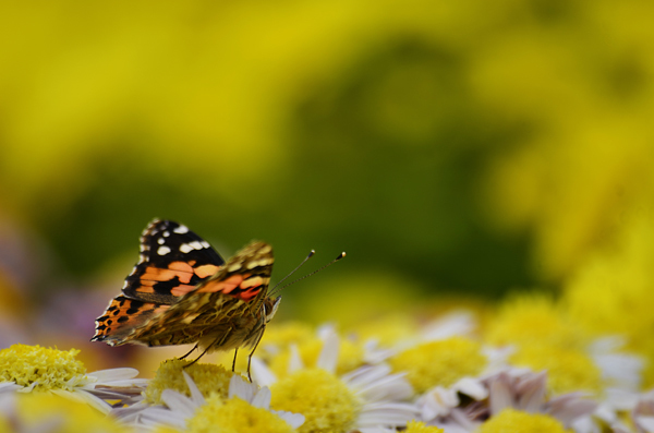 佳能6D配适马APO 70-300mm f\/4-5.6 DG Mac