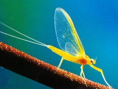 解释蚍蜉和蜉蝣