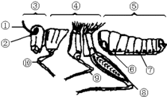 蝗虫口器手绘图片图片
