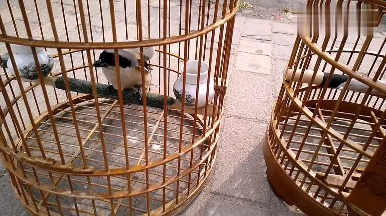 伯劳鸟怎么养,男士听说 伯劳鸟叫声好听就养了一只