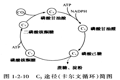 影响光合作用的外界因素有哪些?