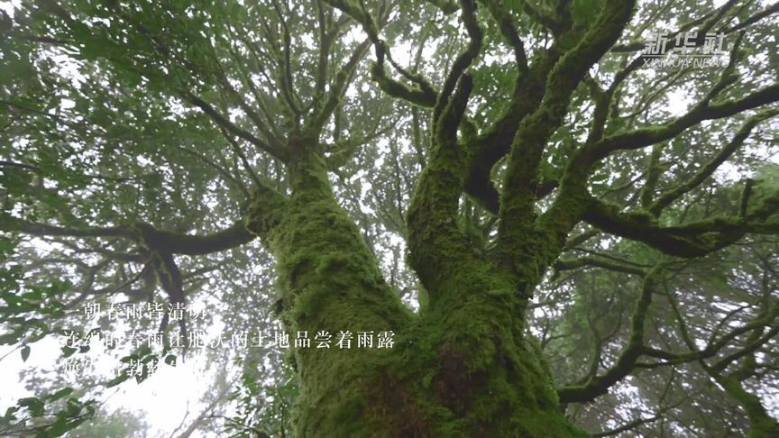 [图]千城胜景|春雨惊春万物青 只待果丰漫乡野