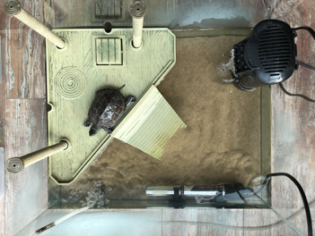 巴西龟睁不开眼睛了,我听别人说可以用阿莫西