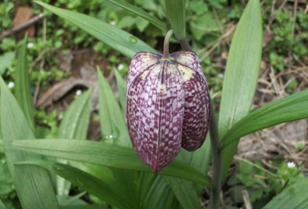 川贝长什么样的图片