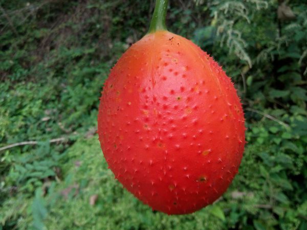 红色有刺,比拳头大些,藤和叶子像丝瓜.请看图