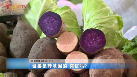 紫薯是转基因的 你信吗