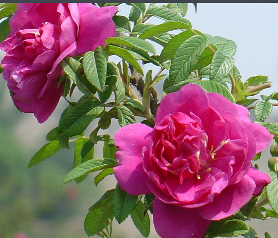 玫瑰花喜欢水吗?