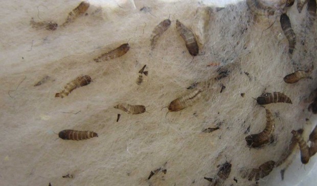 鱼缸过滤棉上有小黑色的虫子怎么办