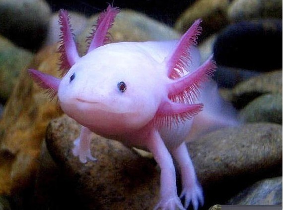 我想养宠物,但是它得可爱,乖巧,属于这类的宠物有什么呀