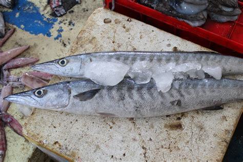 做法不知  ,    海狼    并非马鲛更非什么鰆鲹   学名   金梭鱼科