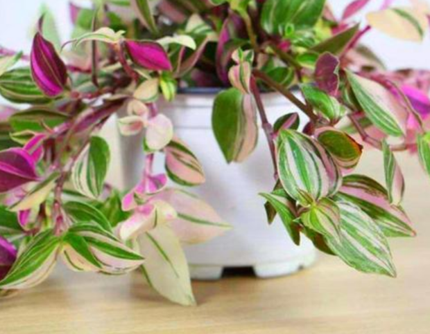 油画吊兰叶子边缘干枯是什么原因?