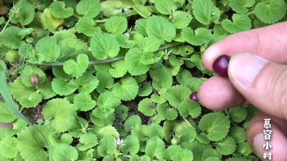 农村常见活血丹也叫金钱草,全株入药,以前当杂草,如今50块一斤