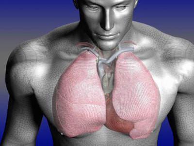 人的肺在什么位置图片