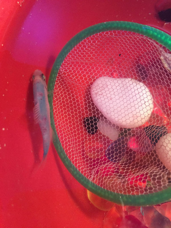 彩裙鱼身上有红白色小泡,不知道怎么回事之前