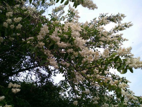 树很大 上面开的花像雪花是什么树?