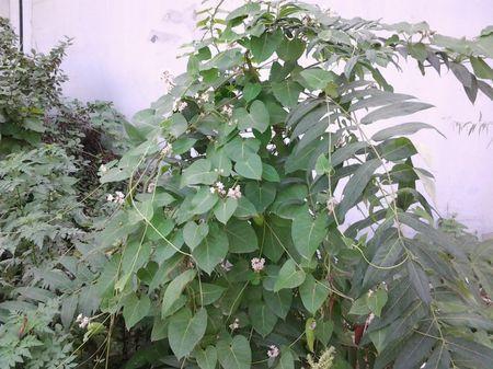 什么是川香这种植物长什么样有什么药用价值啊