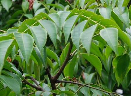 菠萝密树和菠萝格木有什么区别