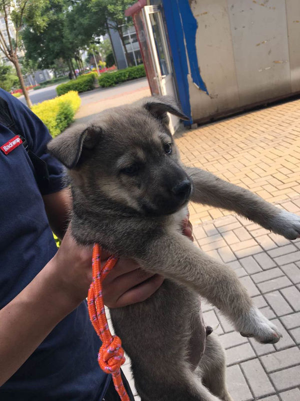 大家帮我看看这只小土狗能长多大?