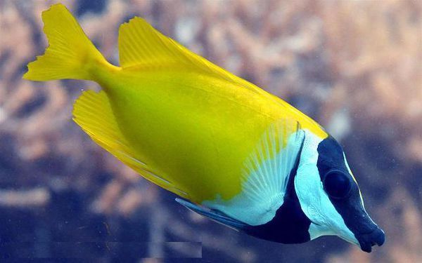 蓝蝎子鱼,台湾称之为臭肚.其鱼鳍有刺.刺人剧痛.