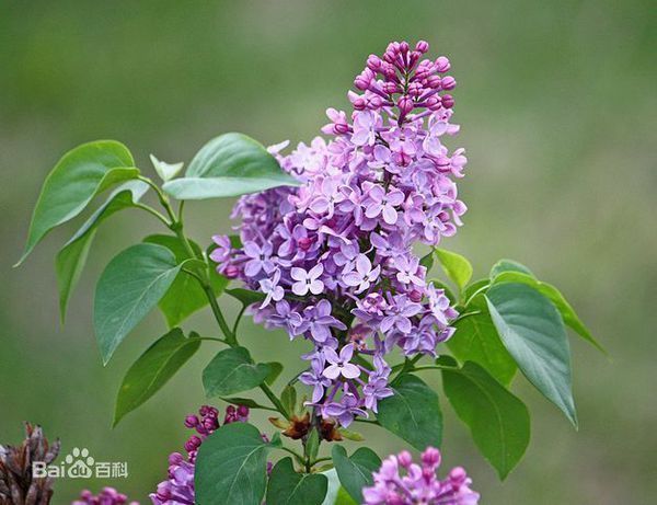 一种树状,开淡紫色花的名字_360问答