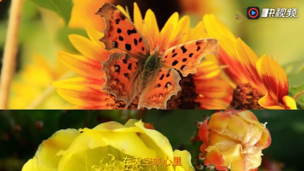 来听听 谭艳这首情歌,太美妙了,听一次醉了一天!