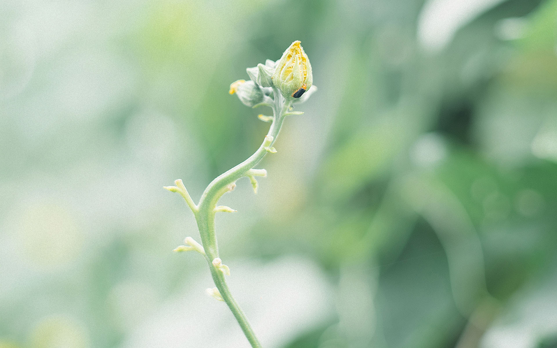 小清新野花花卉桌面壁纸[图5]