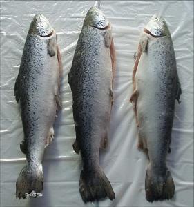 鳟鱼和三文鱼怎么区分