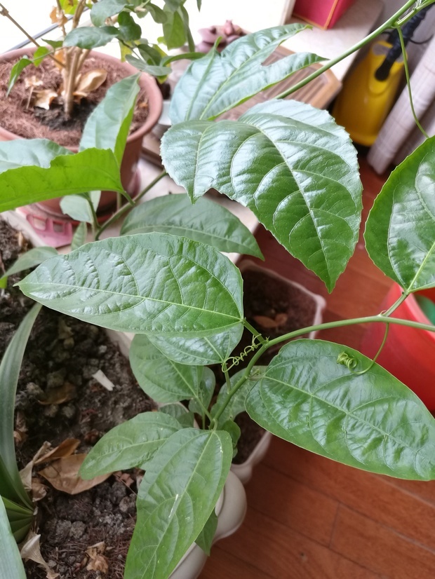 請教這種植物是什麼?木本,有藤蔓,頁柄有花外蜜腺,謝謝