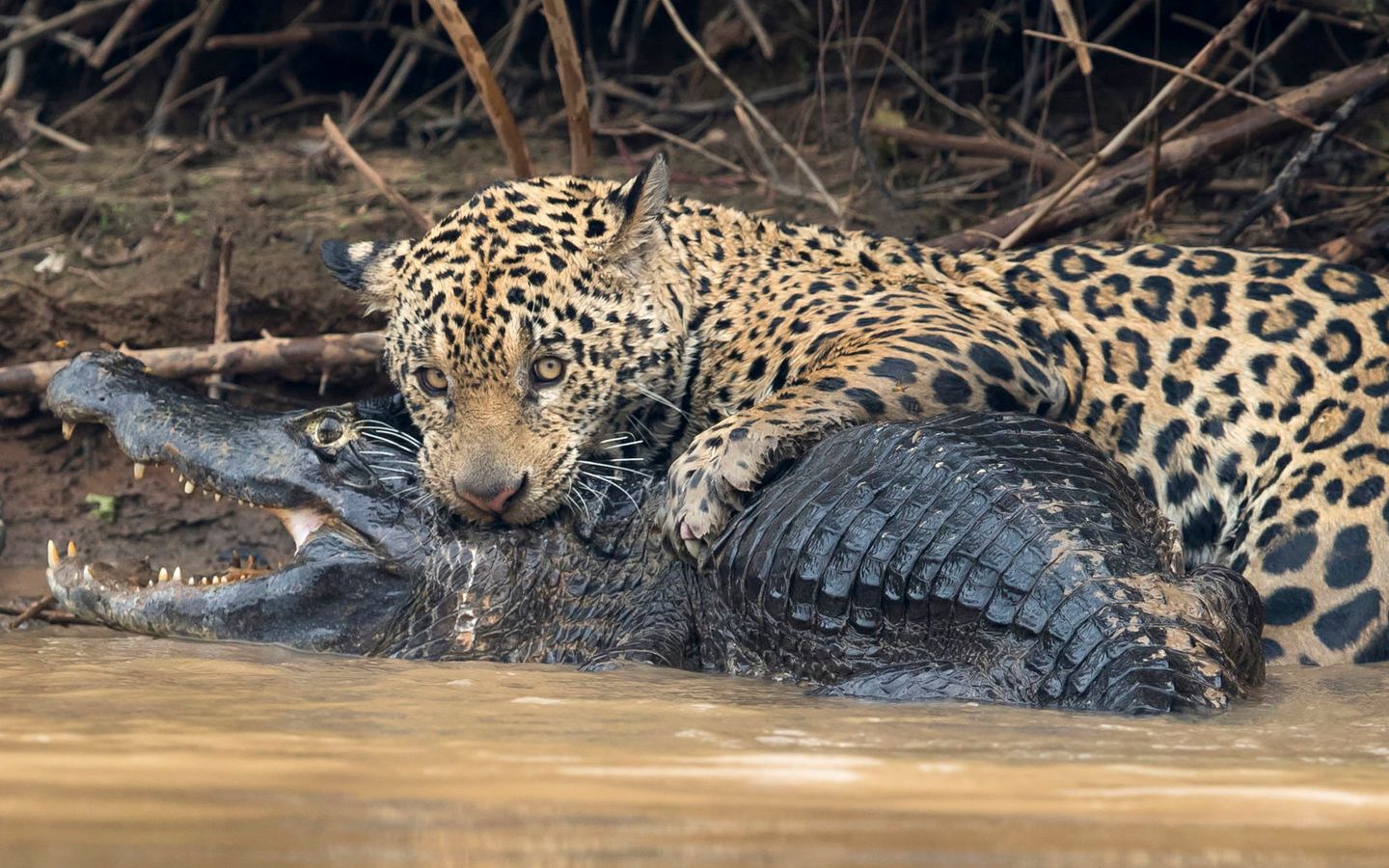 360影视-影视搜索