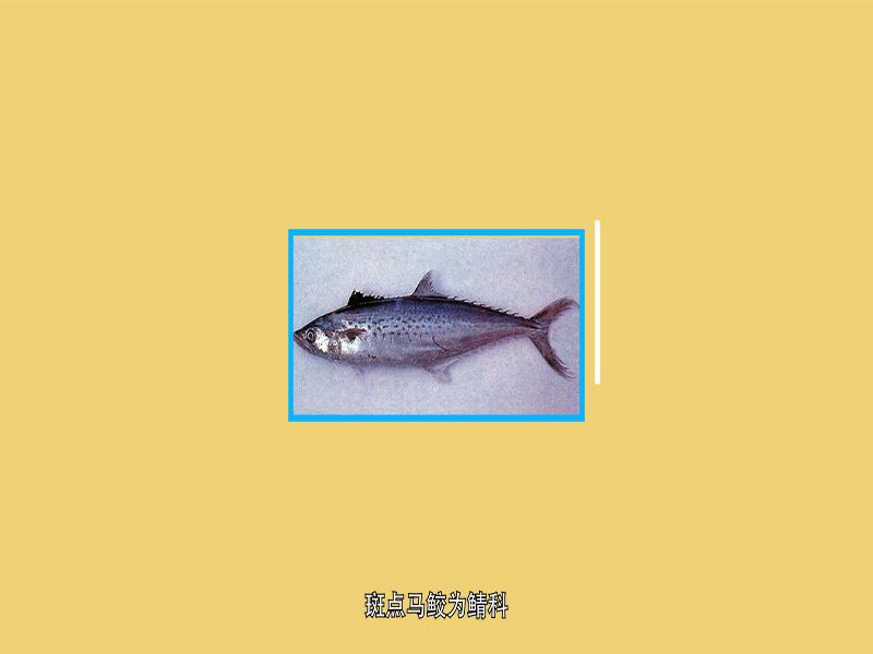 斑点马鲛:为 辐鳍鱼纲鲈形目鲭亚目鲭科马鲛属的鱼类,俗名马鲛