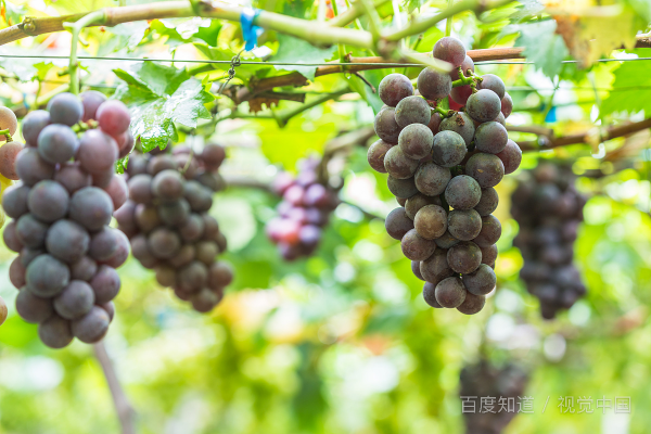 中原地区的人们首次能吃到自己种植的葡萄