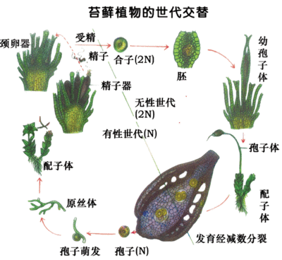 苔藓植物生殖方式
