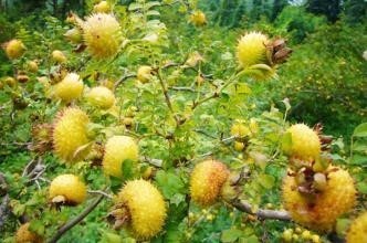 什么是刺梨,什么是沙棘