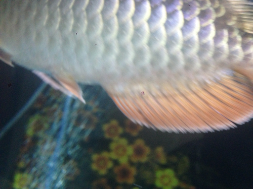 龙鱼五无端端掉鳞了 怎么办 如果是撞缸也不会