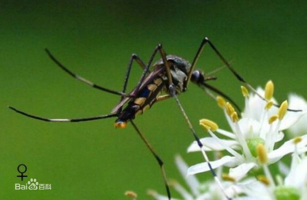 世界上最大的蚊子是什么?什么样子?发图片