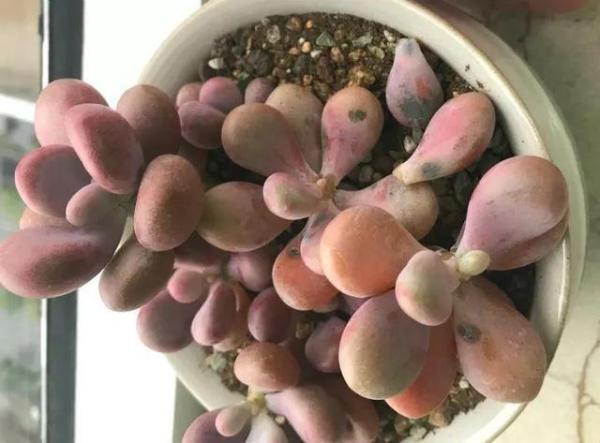 多肉出现这种症状该怎么办