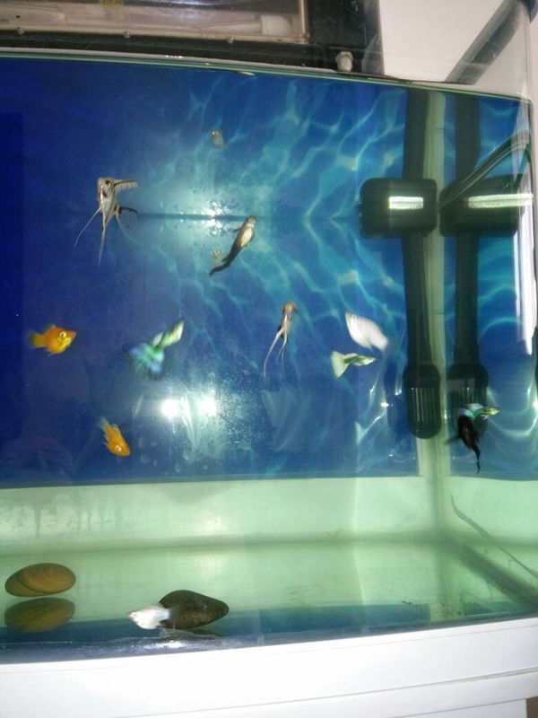 我的母孔雀鱼老是竖着游 这是怎么回事 那条黑