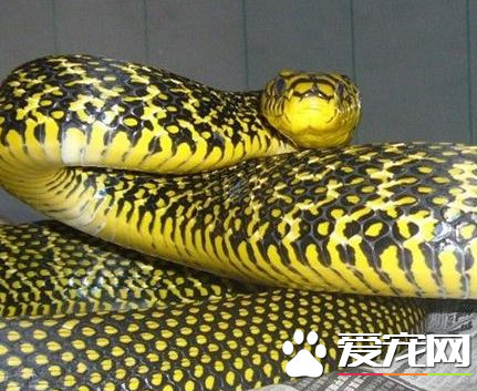 蛇类养殖:未来的潜力与挑战