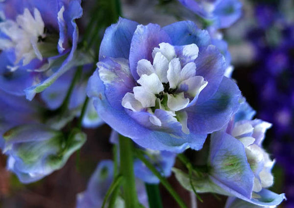 多层蓝色花瓣,白色花芯,一长枝上开一大簇的花叫什么?