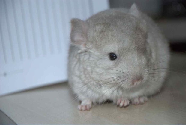 浅咖龙猫价位,如下