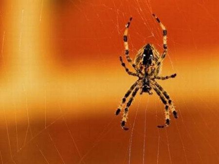 孕妇梦见蜘蛛是什么意思 跟生男生女有关吗