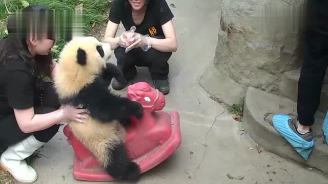大熊猫奇一现在都会骑木马,奶妈们大呼小叫来看它表演