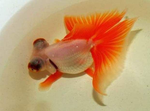 《西游记》中灵感大王是条金鱼,为何能占水鼋的地盘?