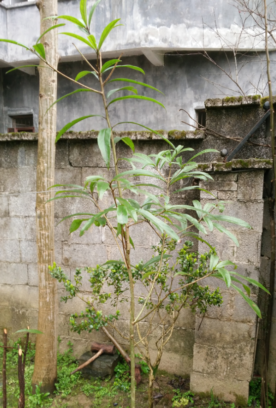 这种楠树叶子细长,不知是哪种楠树,请行家指点.附图如下