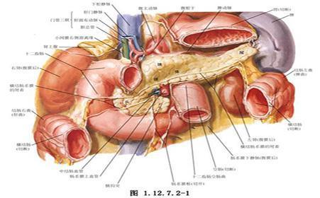 為什麼一吃東西,十二指腸位置就會疼?