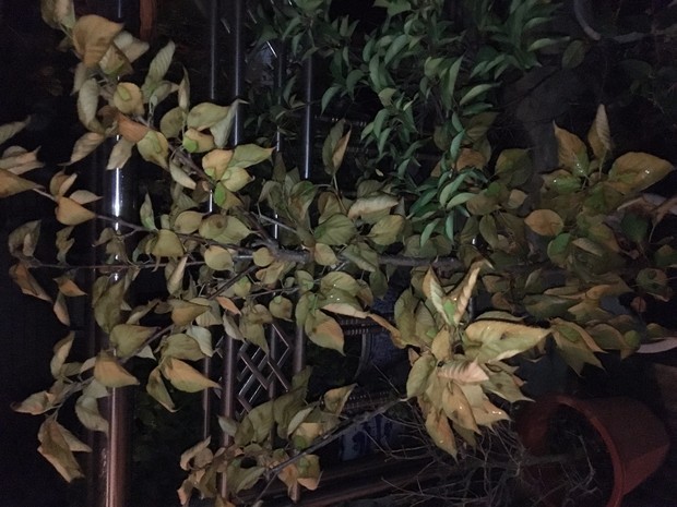 垂丝海棠,贴梗海棠,樱花树叶子焦枯怎么急救