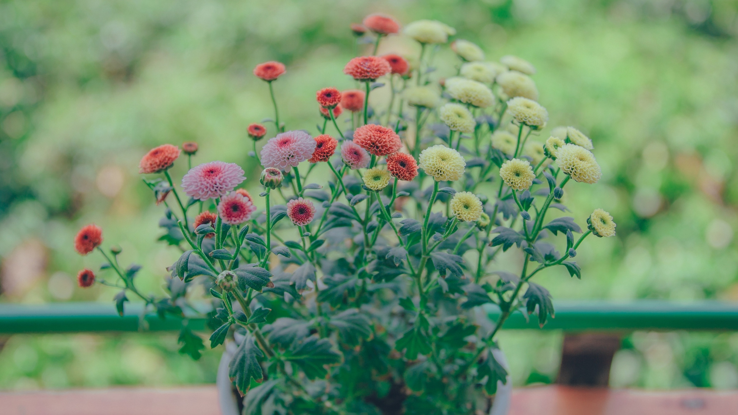 清新淡雅的花儿花卉桌面壁纸[图3]