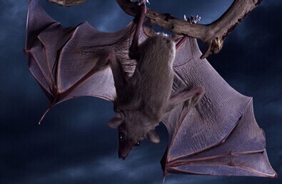 蝙蝠是怎么飞上天的?