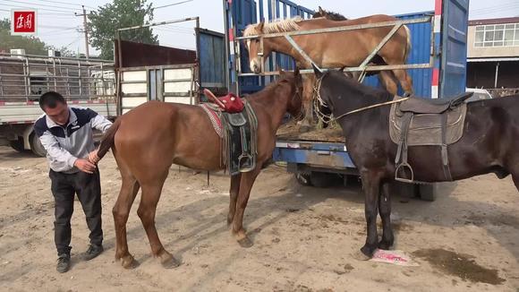 马 尾巴的功能,是不是说马 的尾巴越短,马就跑得越快对不对?