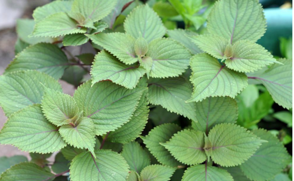 紫苏水喝多了会有什么危害